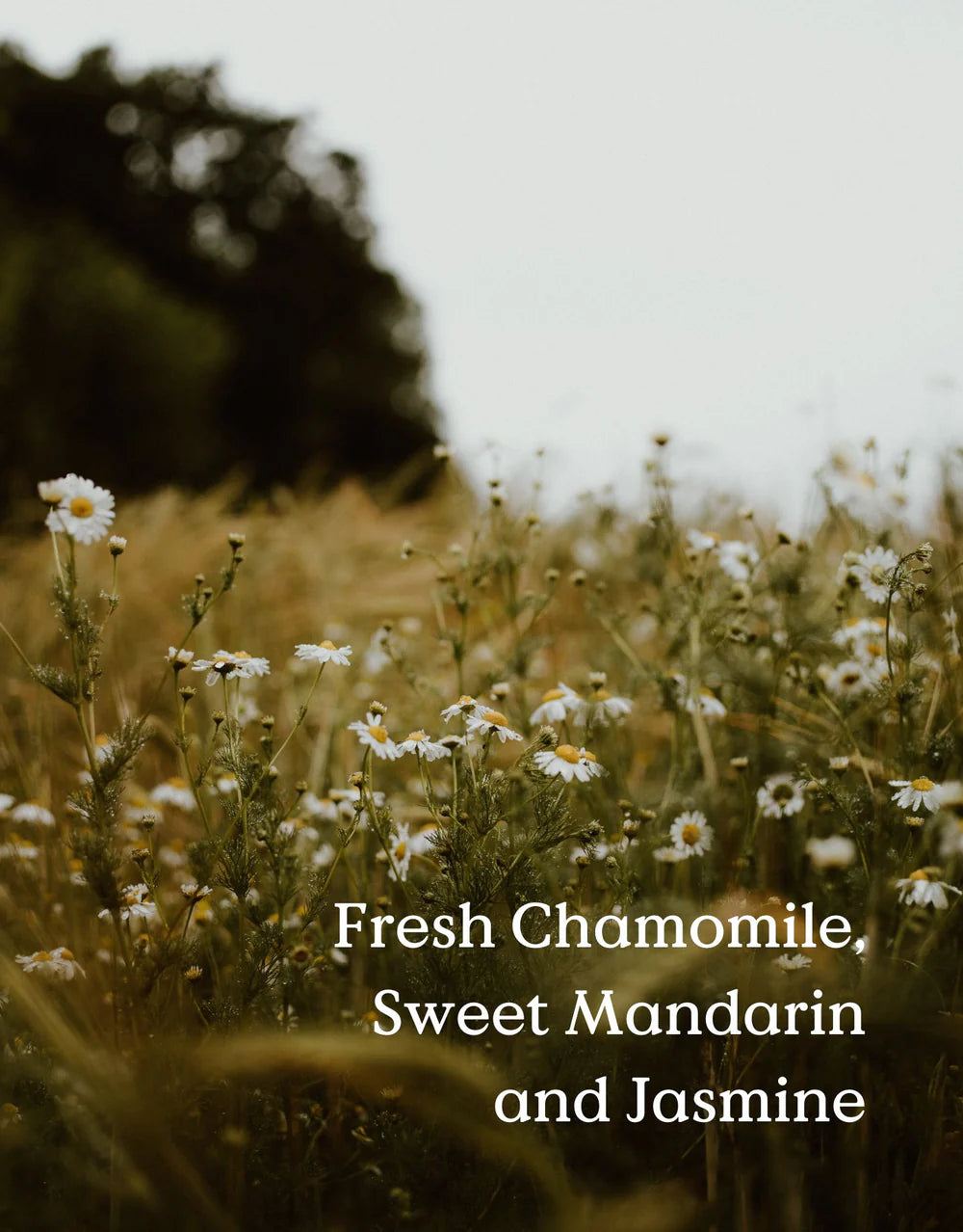 Jam Jar Chamomile Vegetable Soy Wax Candle
