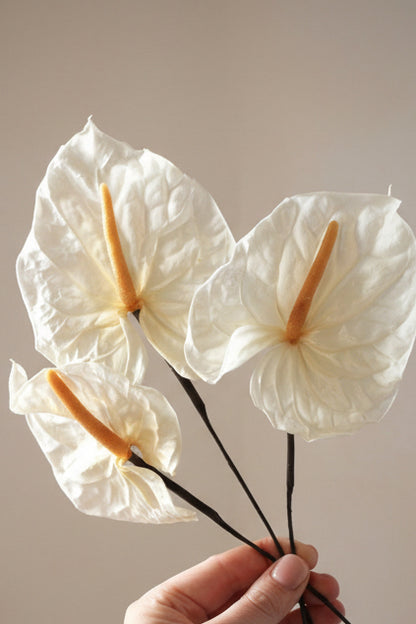 PRESERVED ANTHURIUM - White