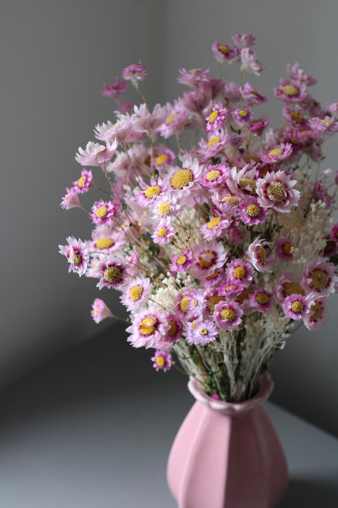 PAPER DAISIES