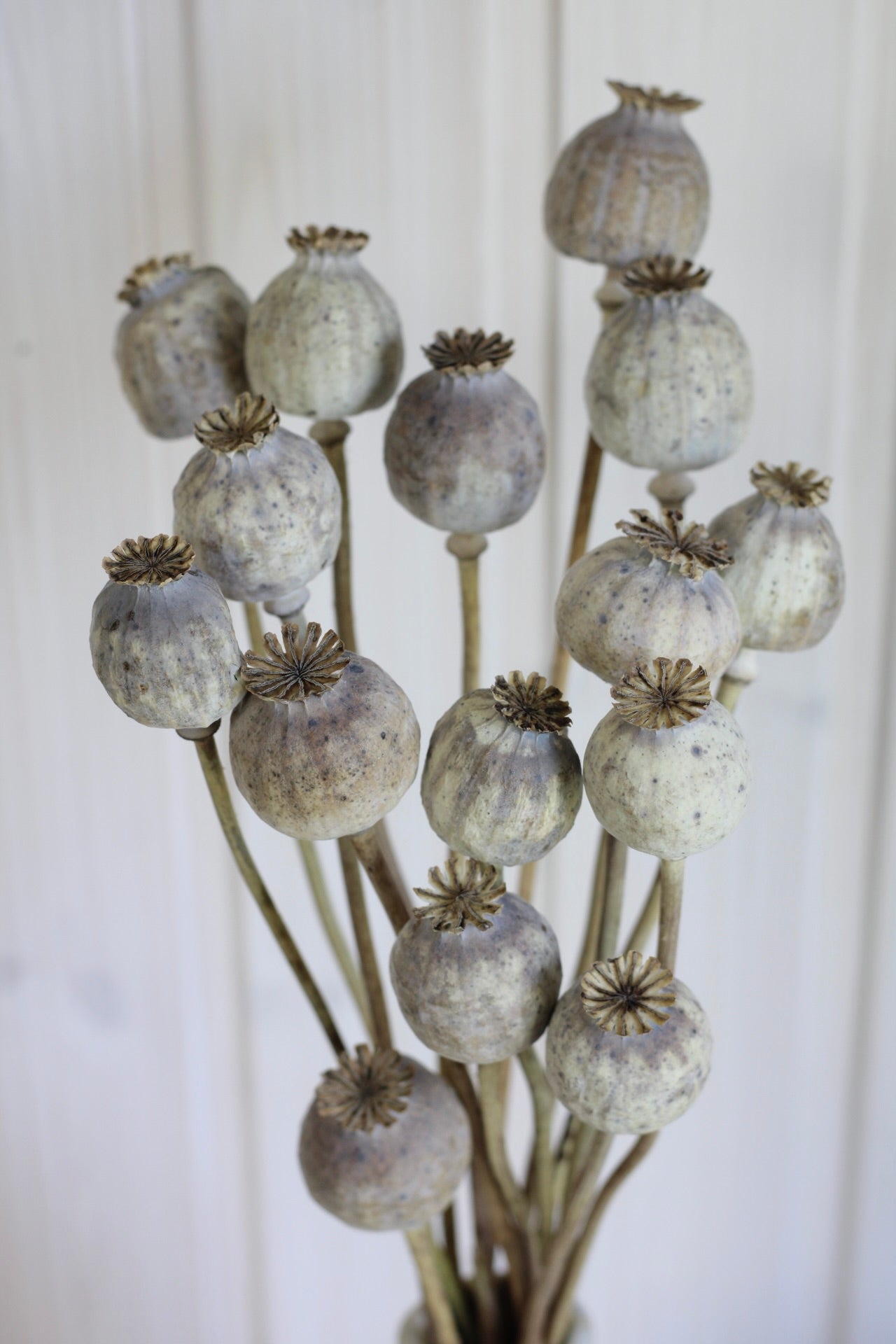 POPPY PODS BUNCH