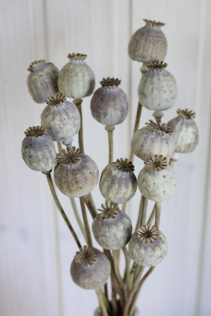 POPPY PODS BUNCH