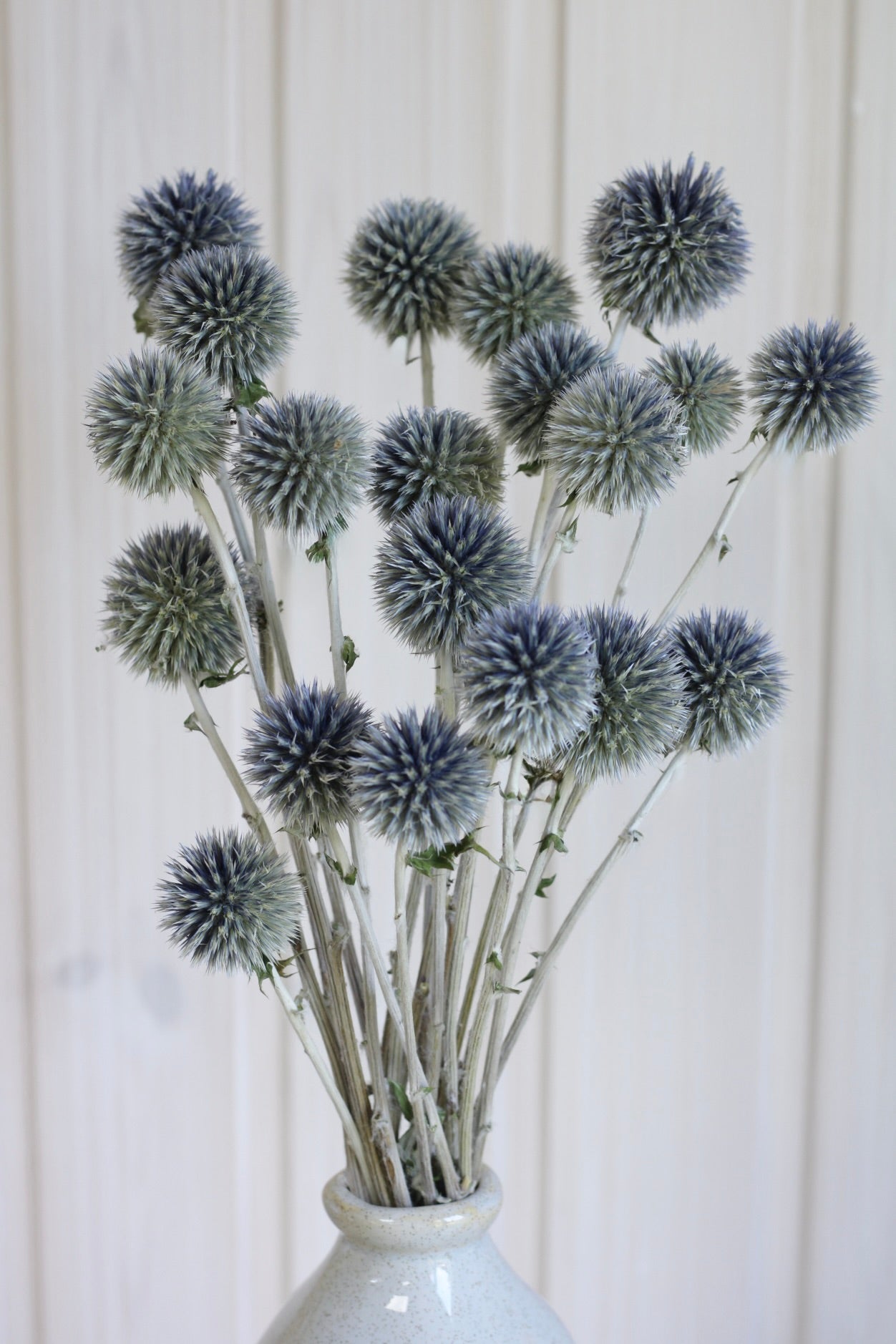 GLOBE THISTLE BUNCH